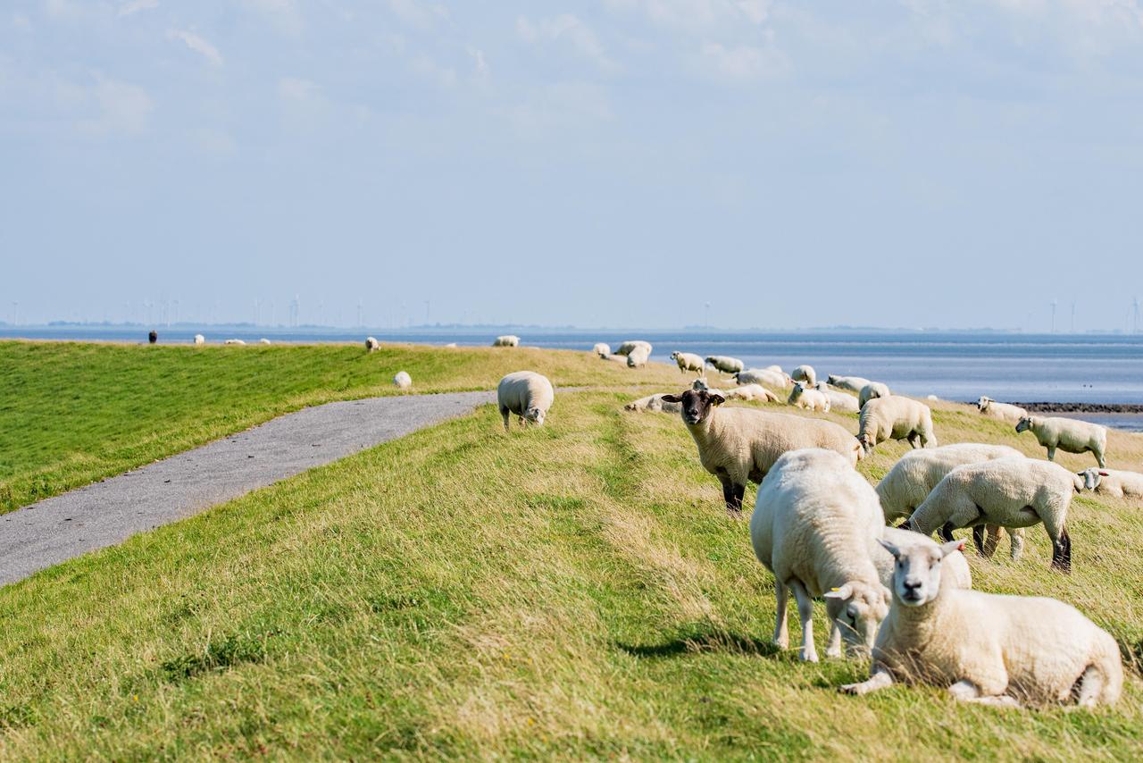 Schafe grasen im Sommer auf einem Deich auf der Nordseeinsel Sylt. Im Hintergrund ist das Meer zu sehen.