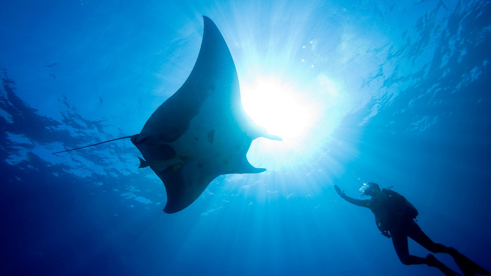 Ein Taucher berührt einen großen pazifischen Mantarochen. 