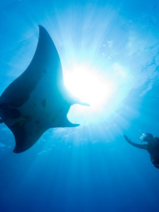 Ein Taucher berührt einen großen pazifischen Mantarochen. 