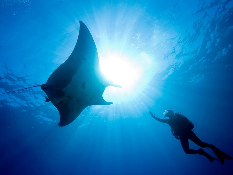 Ein Taucher berührt einen großen pazifischen Mantarochen. 