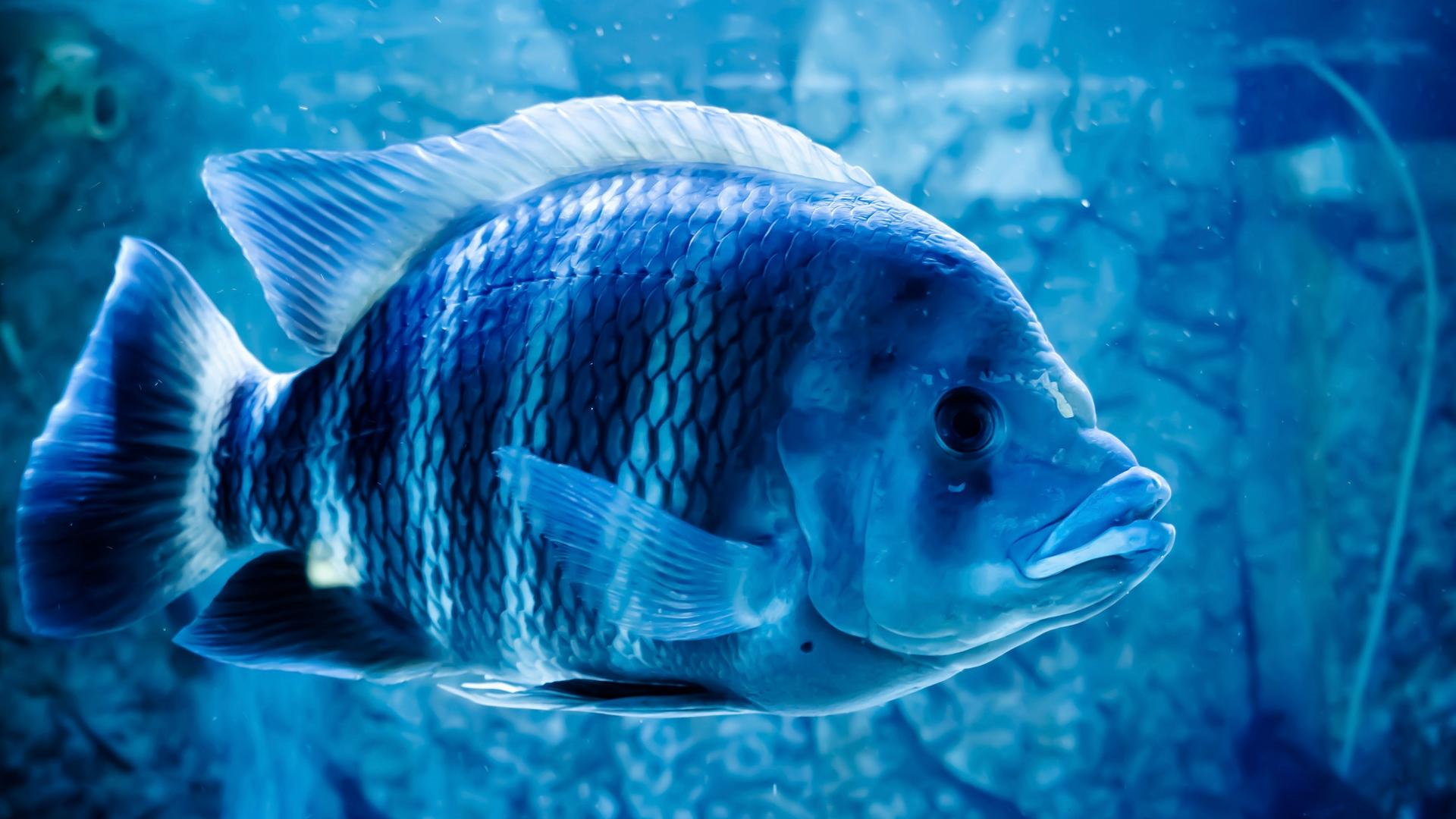 Großaufnahme eines blauen Fisches im Meer