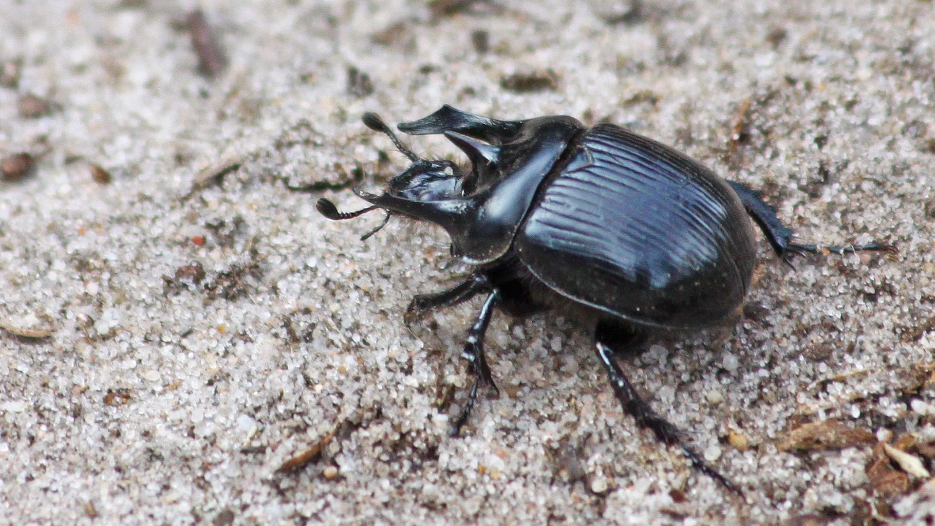 Das Bild zeigt einen Stierkäfer (Typhaeus typhoeus).