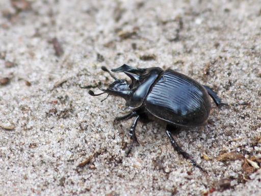 Das Bild zeigt einen Stierkäfer (Typhaeus typhoeus). 