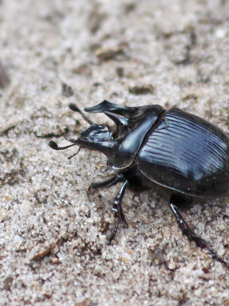 Das Bild zeigt einen Stierkäfer (Typhaeus typhoeus). 