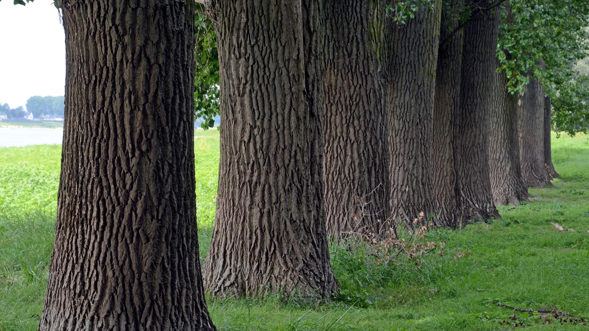 Mächtige Stämme von Pappelbäumen stehen in Leverkusen-Rheindorf auf einer Wiese am Rheinufer.