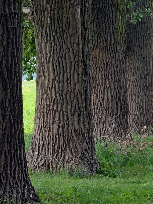 Mächtige Stämme von Pappelbäumen stehen in Leverkusen-Rheindorf auf einer Wiese am Rheinufer.