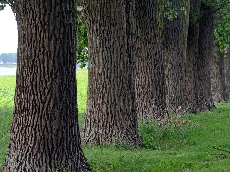 Mächtige Stämme von Pappelbäumen stehen in Leverkusen-Rheindorf auf einer Wiese am Rheinufer.