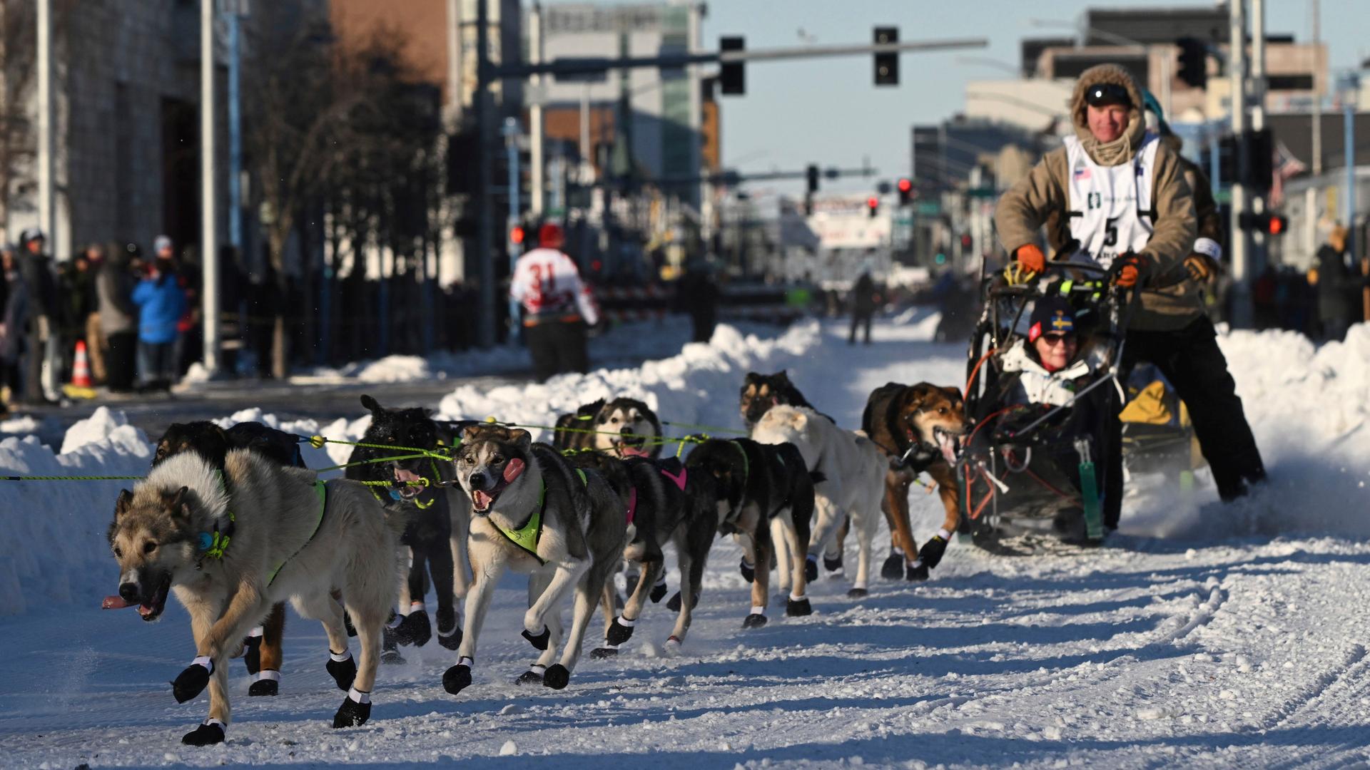 USA, Anchorage: Mats Pettersson aus Schweden biegt während des feierlichen Starts des Iditarod Trail Schlittenhunderennens in Anchorage, Alaska, in die Cordova Street ein. Mehrere Hunde ziehen sein Gespann. USA, Anchorage: Mats Pettersson aus Schweden biegt während des feierlichen Starts des Iditarod Trail Schlittenhunderennens in Anchorage, Alaska, in die Cordova Street ein. Mehrere Hunde ziehen sein Gespann.