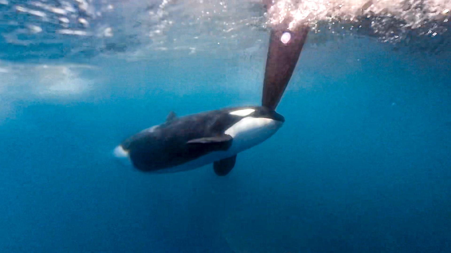 Ein Orca attackiert das Boot von Team Jajo beim Ocean Race vor Gibraltar. Ein Orca attackiert das Boot von Team Jajo beim Ocean Race vor Gibraltar.