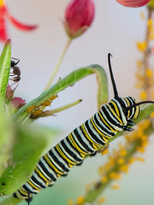 Eine Raupe, eine Ameise, Insekten auf Pflanzen und Blumen in Nahaufnahme