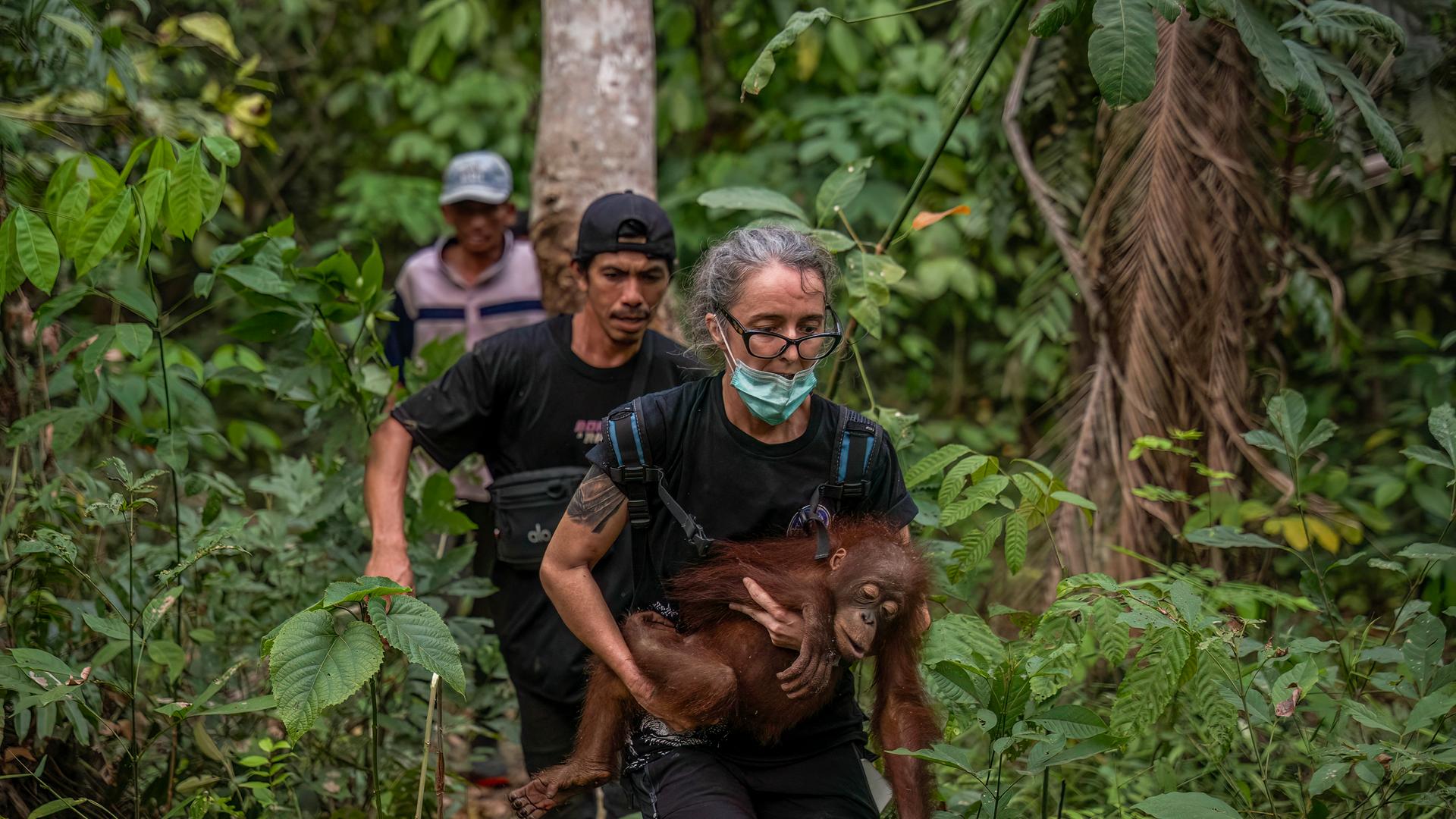 Das Foto zeigt eine Rettungsaktion für Orang- Utans in der Provinz West Kalimantan. Eine Helferin trägt einen kleinen Affen in ihren Armen. 