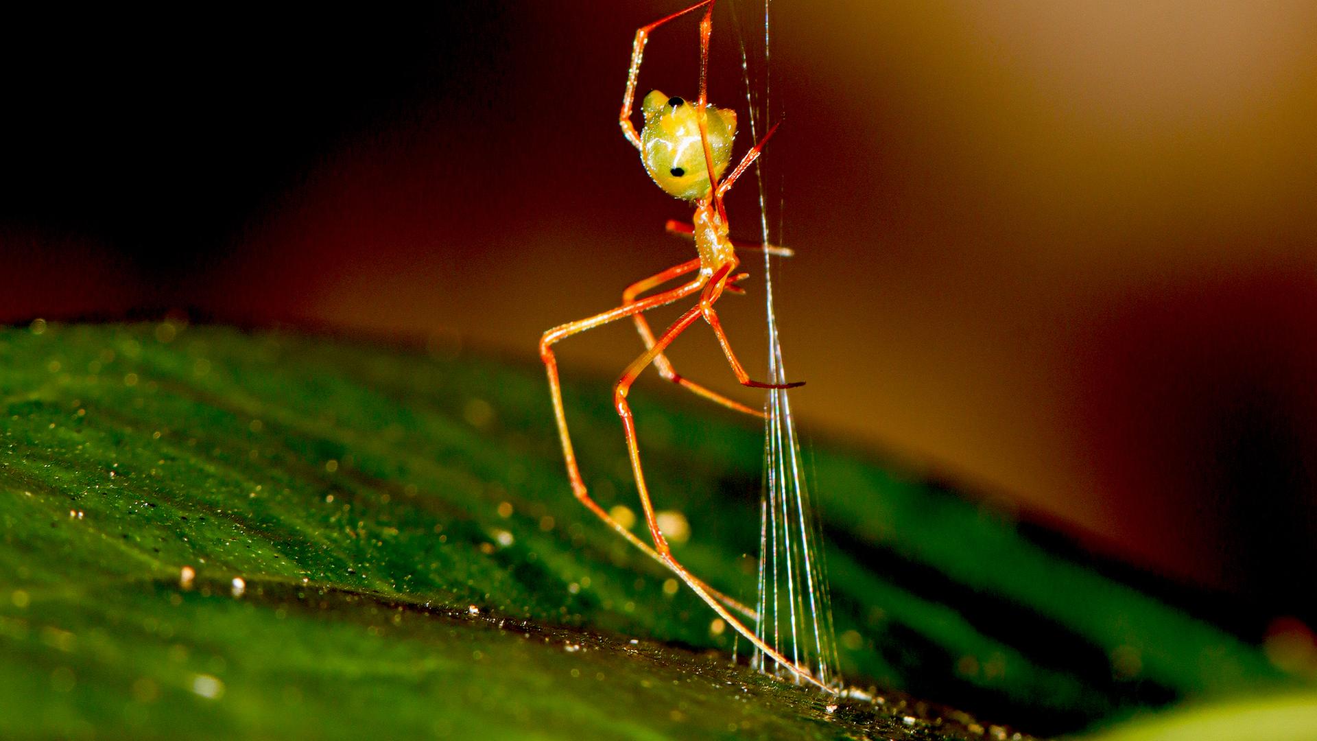 Eine australische Ballista-Spinne beim Bau einer Falle. Sie spannt mehrere Fäden aus, an denen sich Ameisen festbeißen. Daraufhin werden sie in das zentrale Spinnennetz katapultiert. Eine australische Ballista-Spinne beim Bau einer Falle. Sie spannt mehrere Fäden aus, an denen sich Ameisen festbeißen. Daraufhin werden sie in das zentrale Spinnennetz katapultiert.