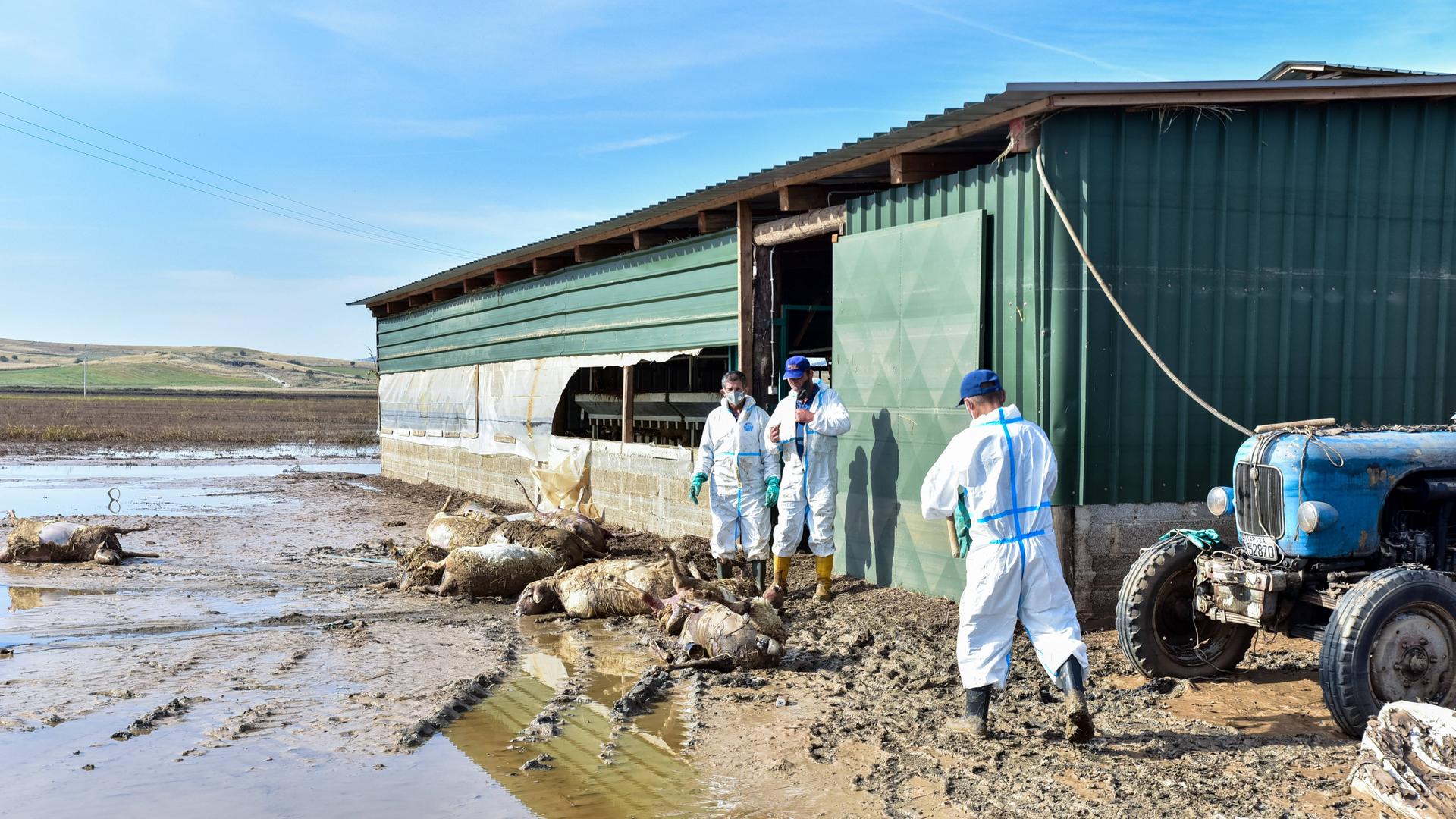 Das Foto zeigt Tierkadaver auf einem Hof in Griechenland. Helfer in weißen Schutzanzügen stehen vor einer Scheune. Das Foto zeigt Tierkadaver auf einem Hof in Griechenland. Helfer in weißen Schutzanzügen stehen vor einer Scheune.
