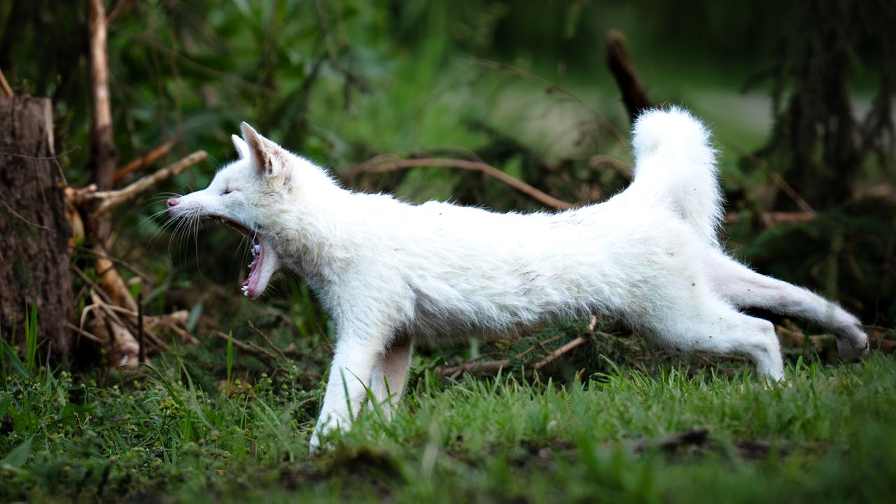 Ein weißer Fuchs steht in einem Wald. Er gähnt. Ein weißer Fuchs steht in einem Wald. Er gähnt.
