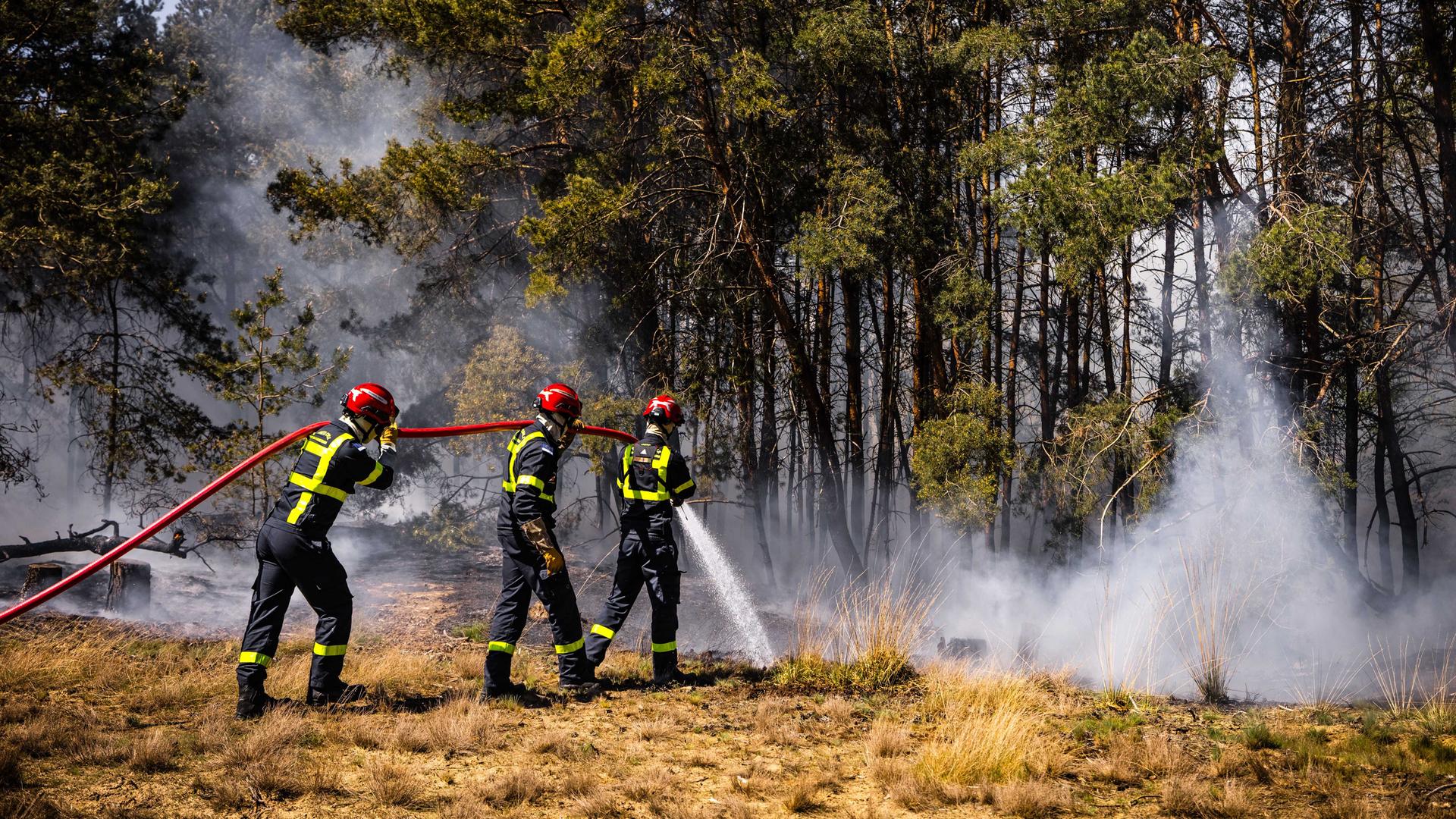 Drei fanzösische Feuerwehrleute tragen einen Schlauch auf den Schultern und löschen Glutnester an einem Waldrand.