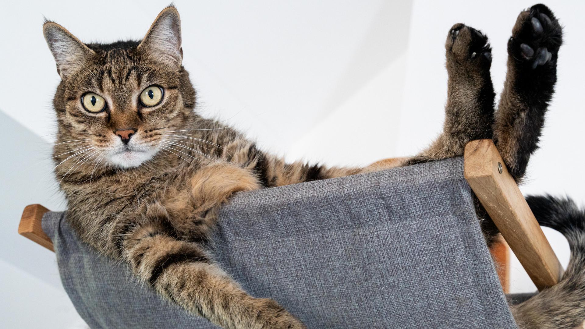 Eine getigerte Katze liegt entspannt in einer grauen Hängematte und schaut aufmerksam nach vorn. Eine getigerte Katze liegt entspannt in einer grauen Hängematte und schaut aufmerksam nach vorn.