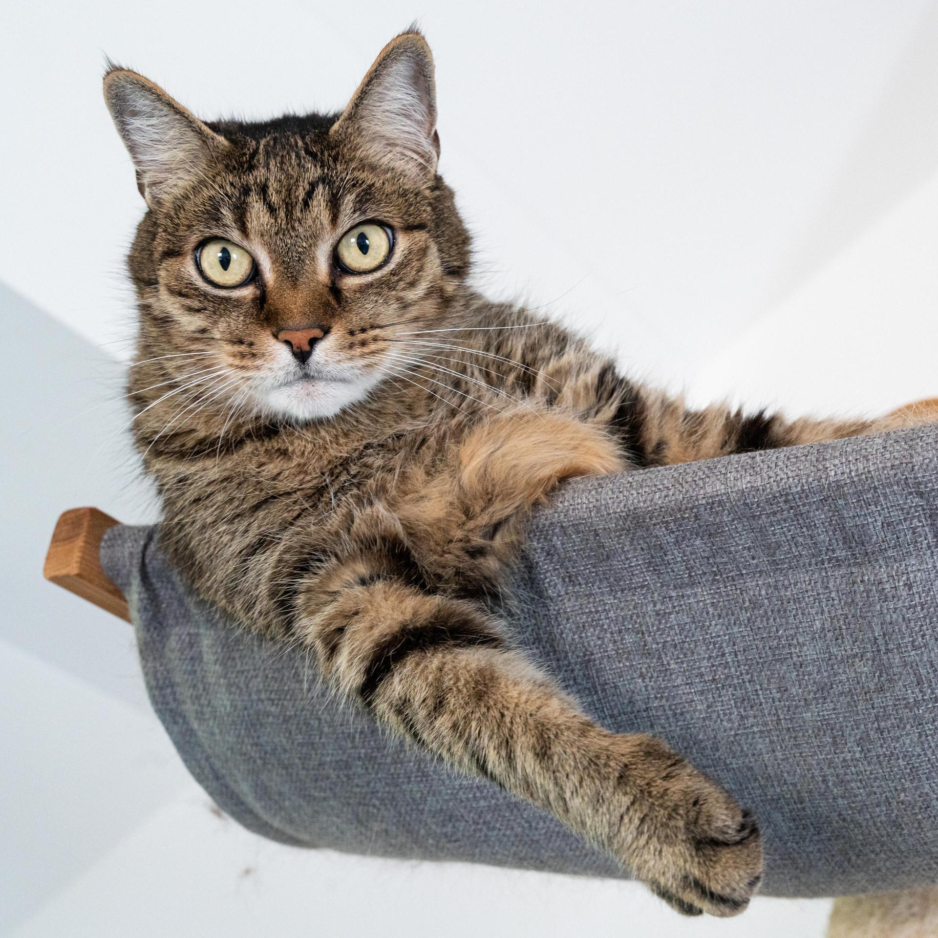 Genforschung - Die Hauskatze hat andere Ahnen als vermutet