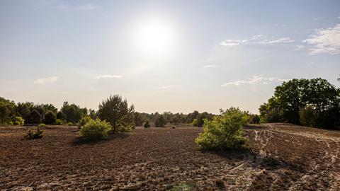 Vertrocknete Landschaft bei hartem Sonnenlicht in einem ehemaligen militärischen Übungsgebiet bei Luckenwalde in Brandenburg.