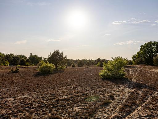 Vertrocknete Landschaft bei hartem Sonnenlicht in einem ehemaligen militärischen Übungsgebiet bei Luckenwalde in Brandenburg.