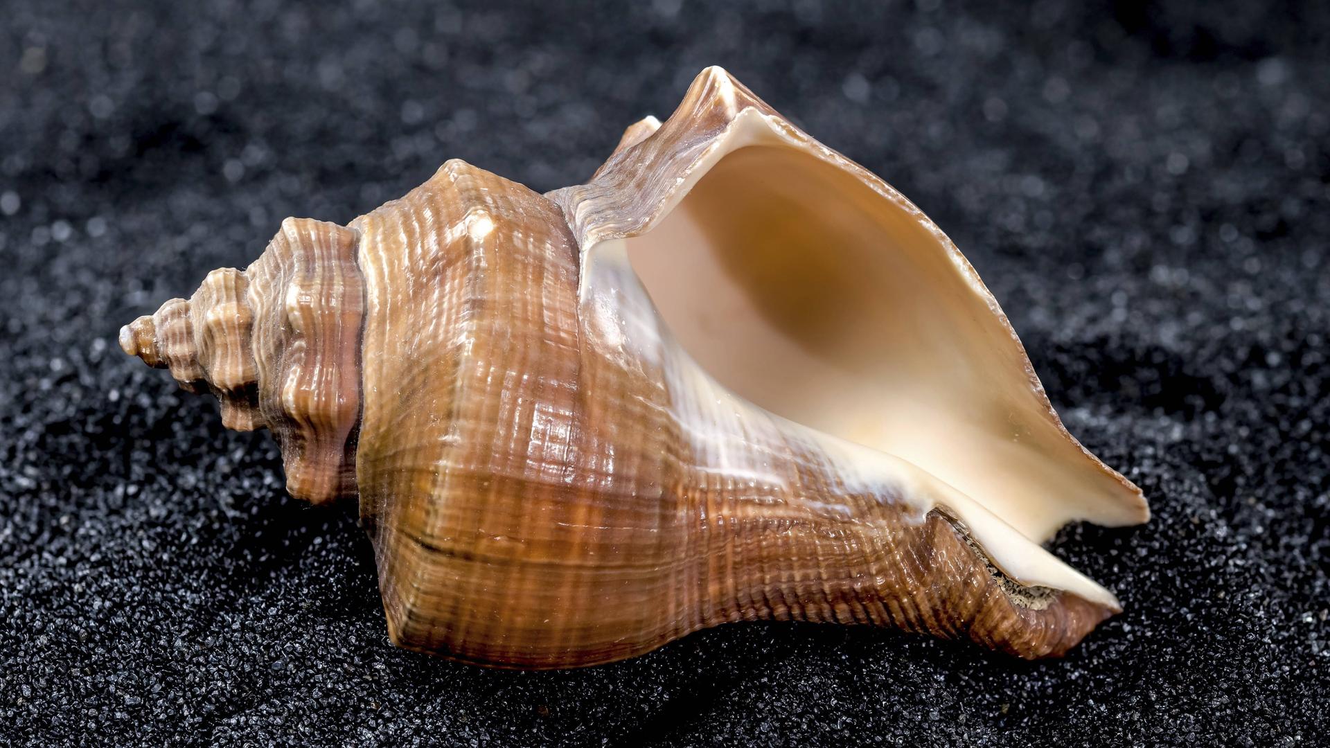 Nahaufnahme einer Hemifusus Tuba Muschel auf schwarzem Sand