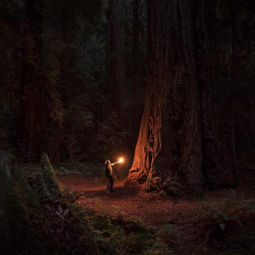 Eine Person steht in einem verwunschen wirkenden Wald vor einem sehr großen alten Baum. Vor sich hält sie ein Licht in die Höhe und schaut nach oben.