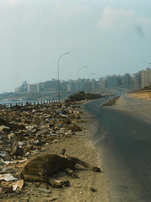 Der Kadaver eines Rindes liegt neben Trümmerbergen am Rande einer Küstenstraße in Beirut im Jahr 1976.