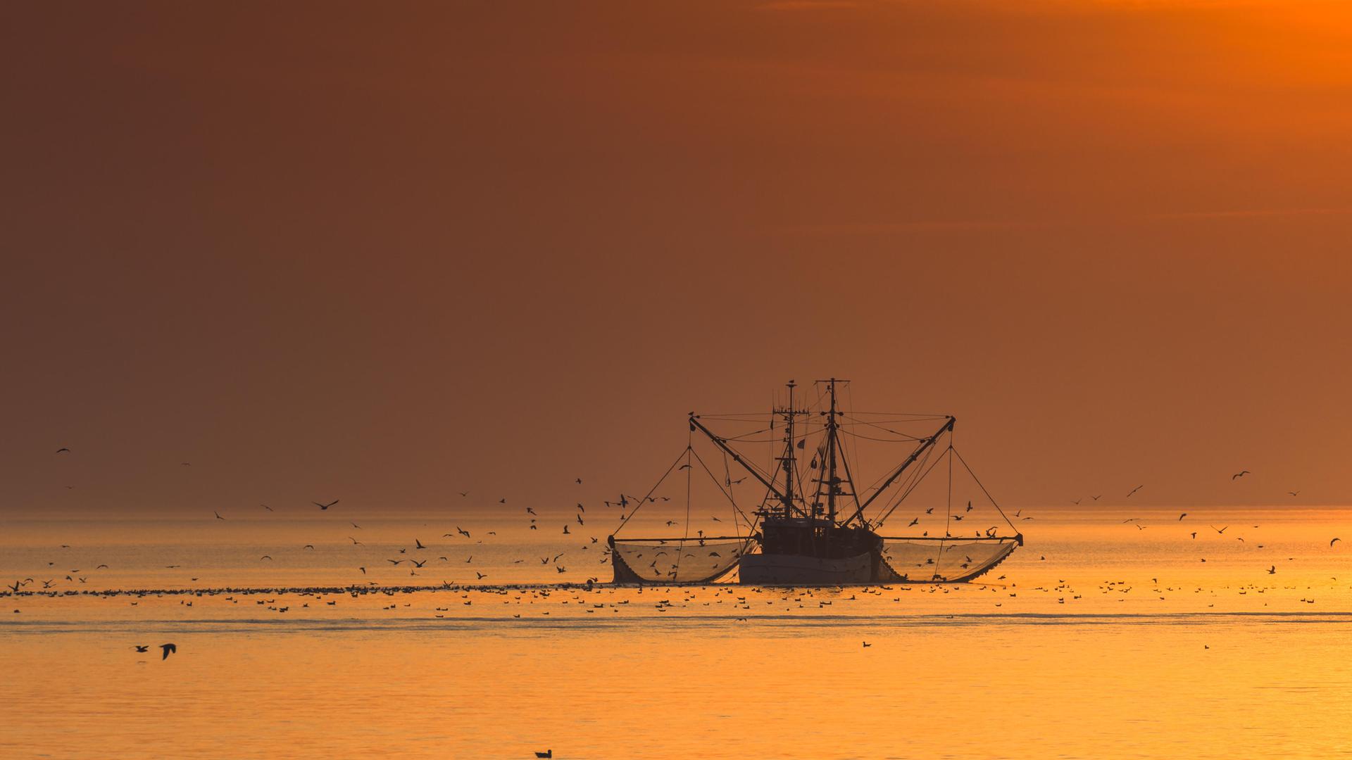 Ein Fischkutter mit ausgebreiteten Netzen im Meer, die Seevögel anlocken; der Sonnenuntergang taucht die Szenerie in warmes Licht