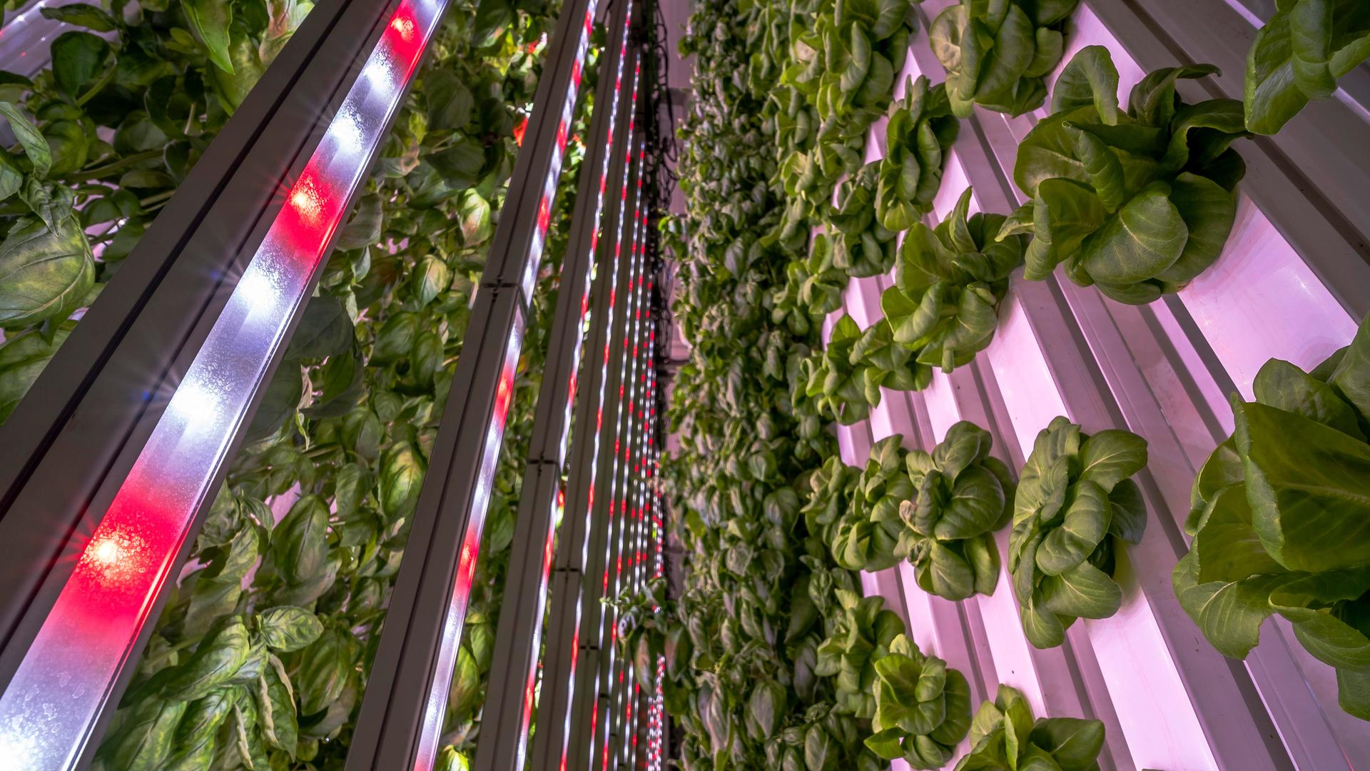 Hunderte Salatköpfe und Basilikumpflanzen wachsen hier vertikal in einer Versuchsfarm in Barcelona. 