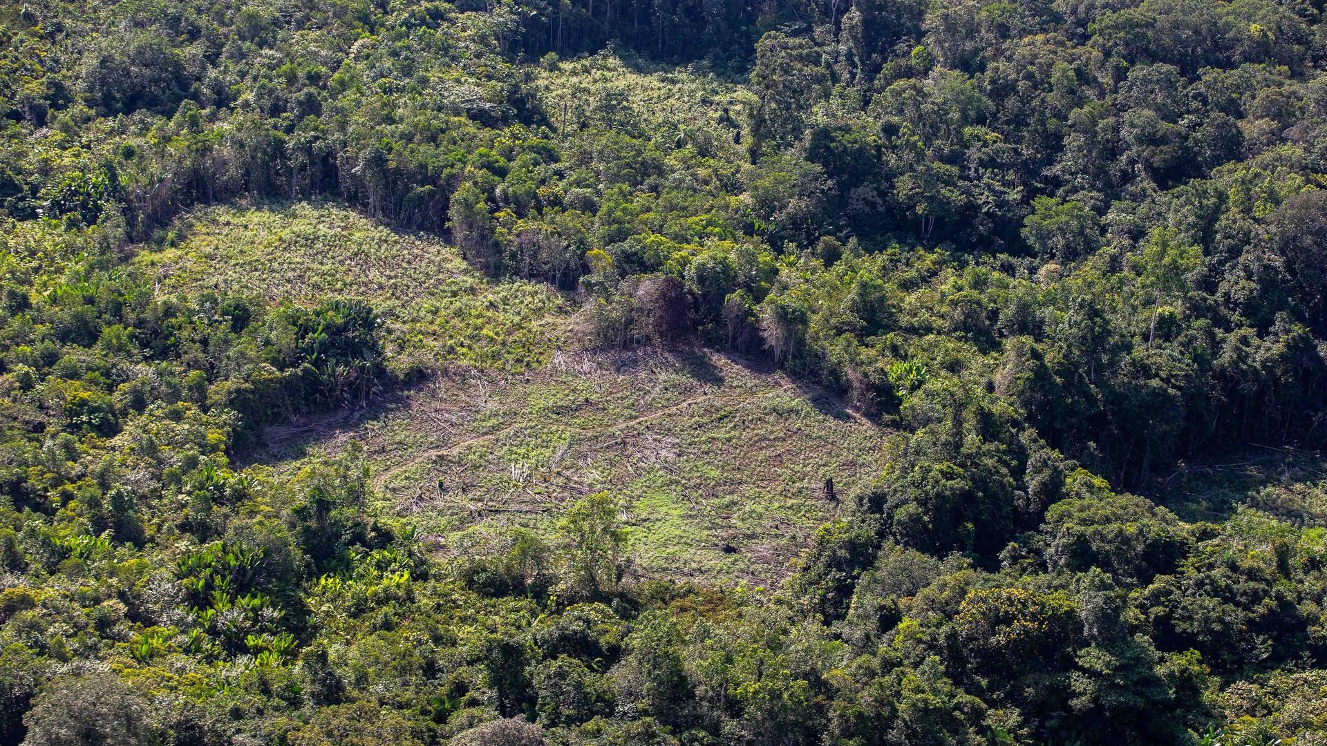 Eine abgeholzte Fläche im Amazonas-Regenwald in Brasilien