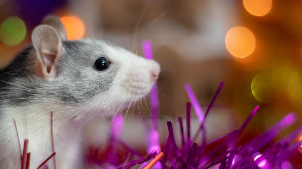 Verhaltensforschung Tanzende Ratten