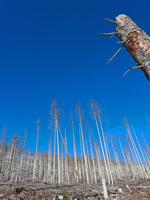 Abgestorbene Fichtenwaldbestände vor einem stahlblauen Himmel