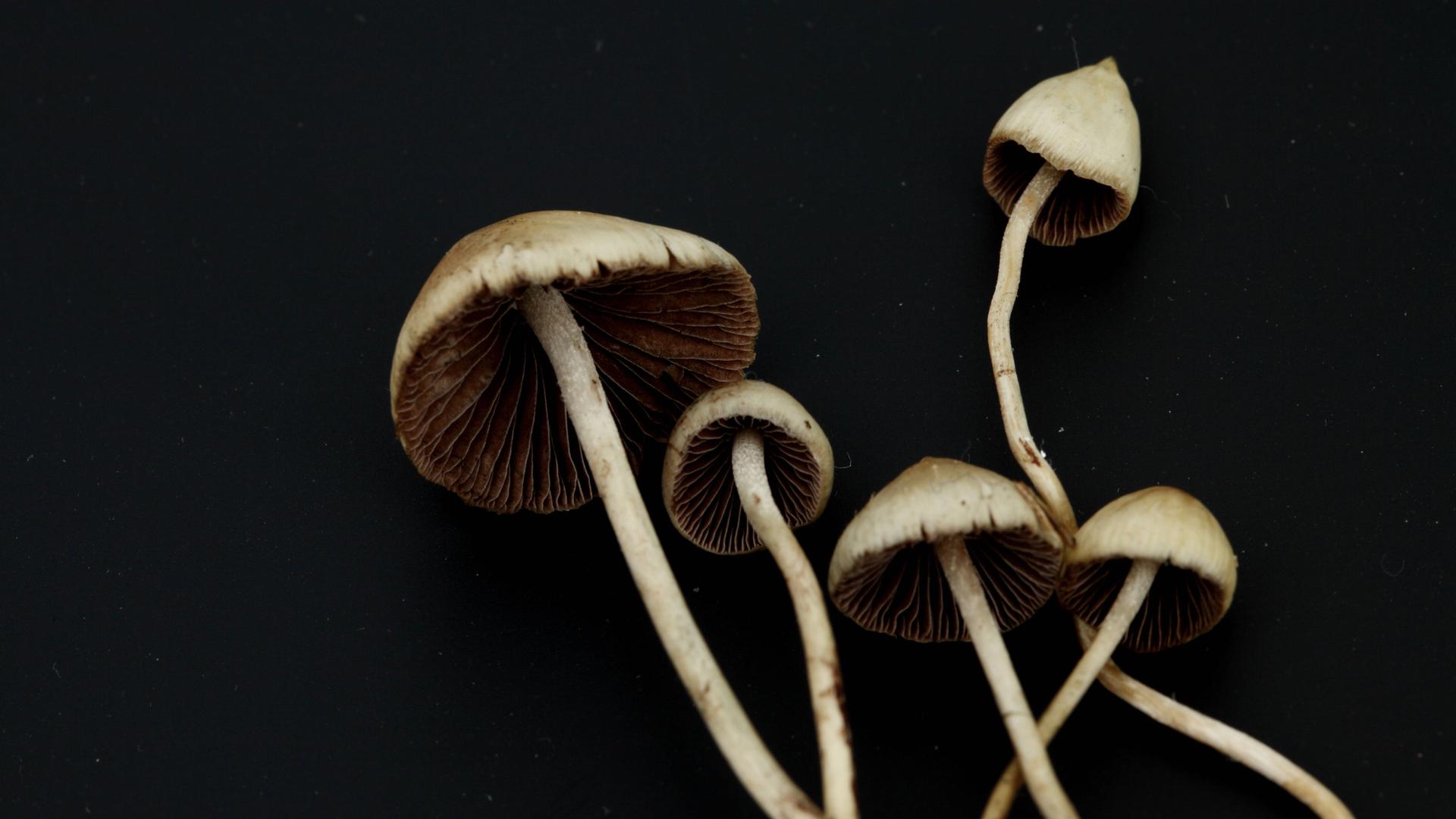 Psilocybe Semilanceata, besser begannt als sogenannte Magic Mushrooms in einer Makro-Aufnahme.


