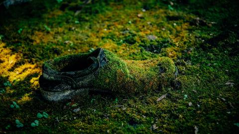 Was hatte der Tote mit dem umstrittenen Bau der Startbahn West zu tun? Zu sehen: Ein mit Moos bewachsener Herrenschuh auf einem Waldboden. 