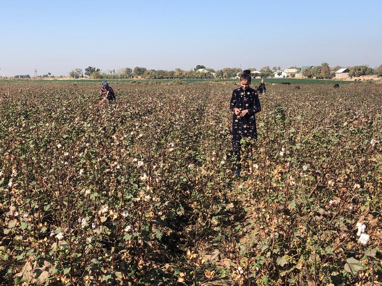 Drei Baumwollpflückerinnnen bei der letzten Ernte 2021 in Termiz, in Usbekistan. Es sind kaum noch weiße Baumwoll-Ballen zu sehen. Hinter dem Feld stehen Häuser.