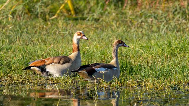 Das Bild zeigt zwei Nil-Gänse. Sie sitzen im Gras an einem Ufer.