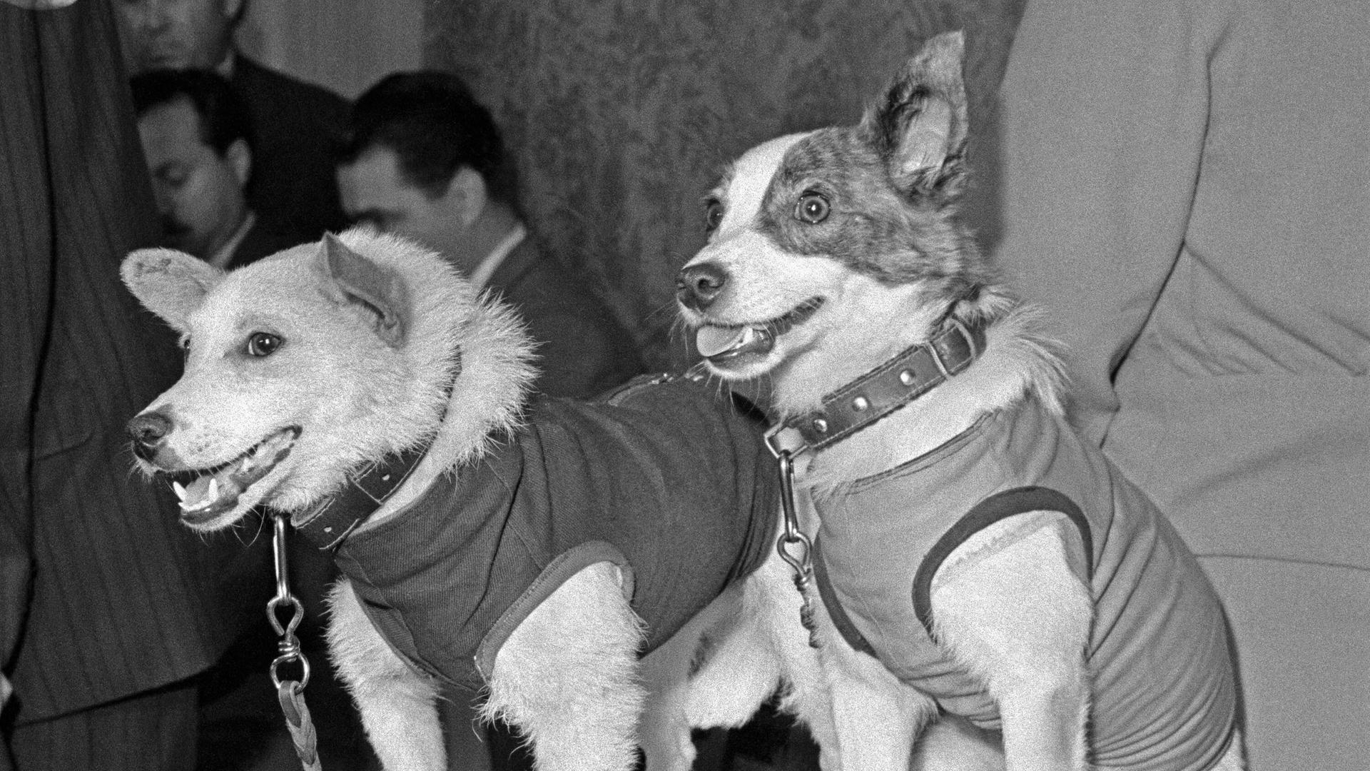 Schwarz-weiß-Aufnahme der russischen All-Hunde Belka und Strelka Schwarz-weiß-Aufnahme der russischen All-Hunde Belka und Strelka