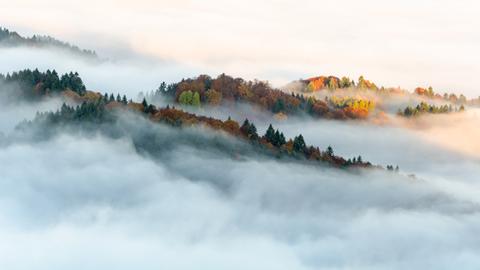 Panoramablick auf Bäume und Berge im Nebel