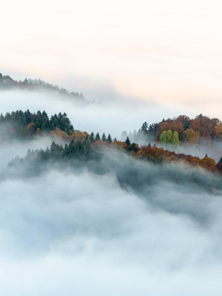 Panoramablick auf Bäume und Berge im Nebel
