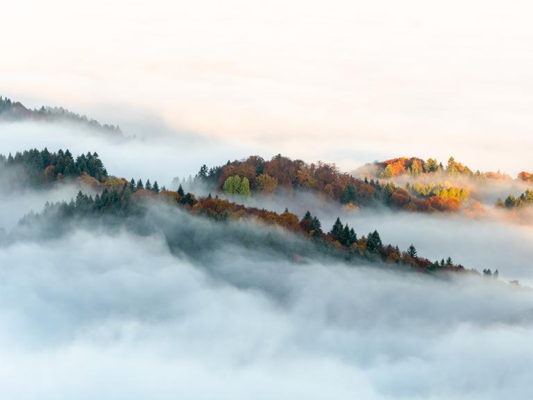Panoramablick auf Bäume und Berge im Nebel