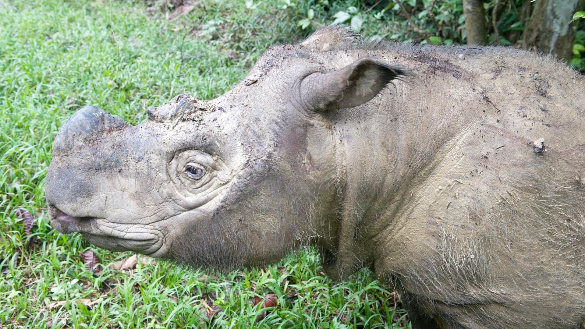 Zu sehen ist ein vom Aussterben bedrohtes Sumatra-Nashorn. Zu sehen ist ein vom Aussterben bedrohtes Sumatra-Nashorn.