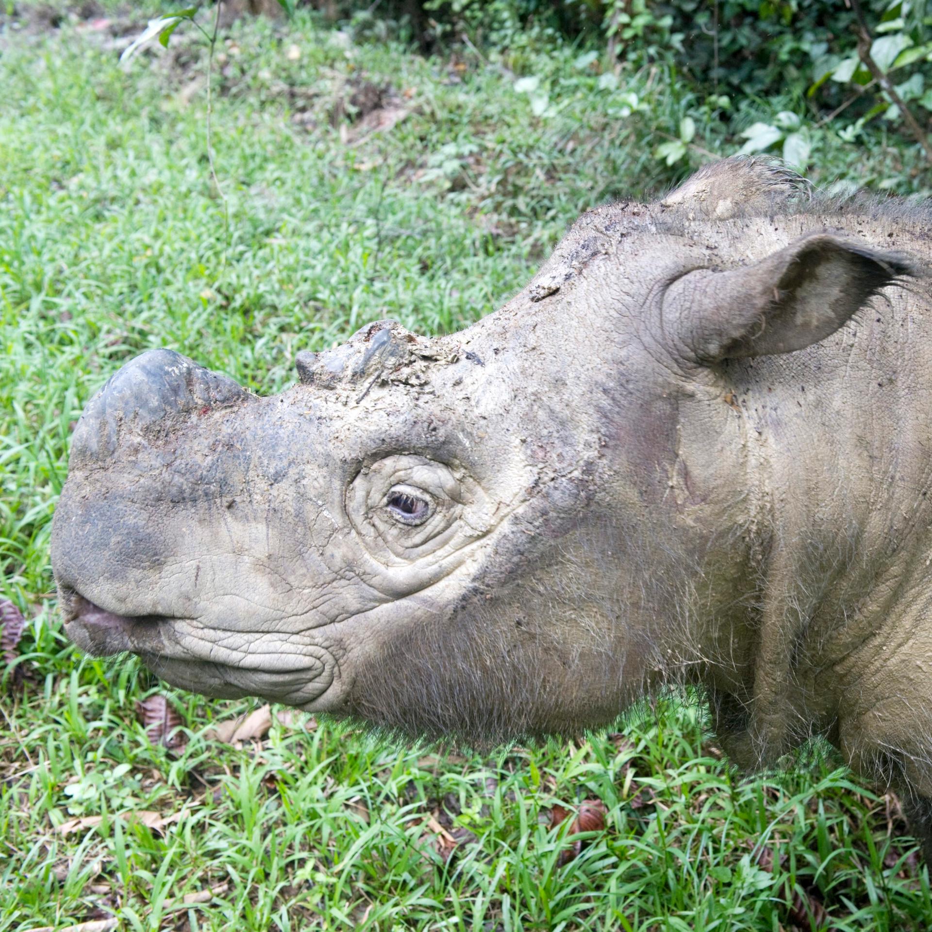 Zu sehen ist ein vom Aussterben bedrohtes Sumatra-Nashorn.