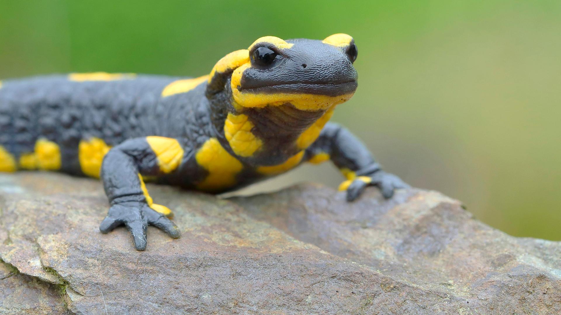 Ein Feuer-Salamander auf einem Stein