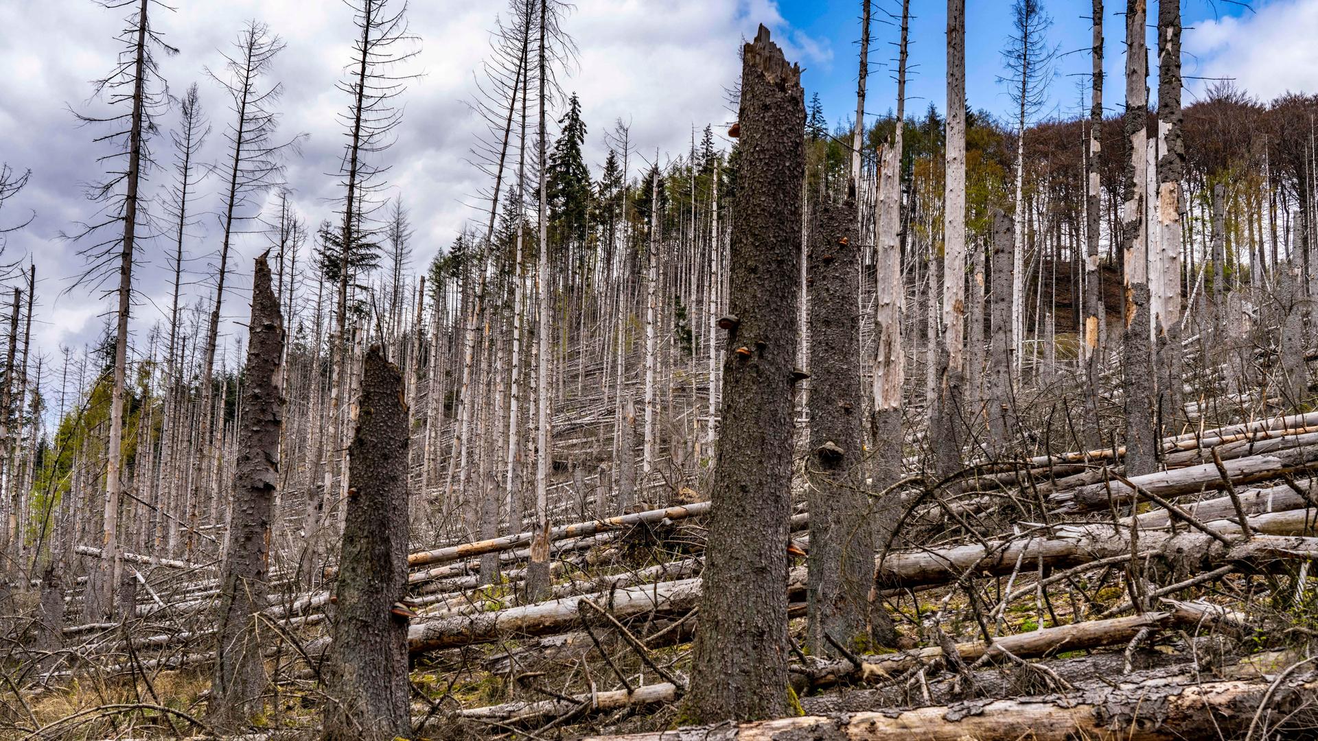 Blick auf tote Fichten im Naturpark Arnsberger Wald: Über 70 Prozent der Bäume sind erkrankt oder beschädigt, meist durch den Borkenkäfer, der sich durch die zunehmende Trockenheit und Wärme aufgrund des Klimawandels, verbreiten konnte.