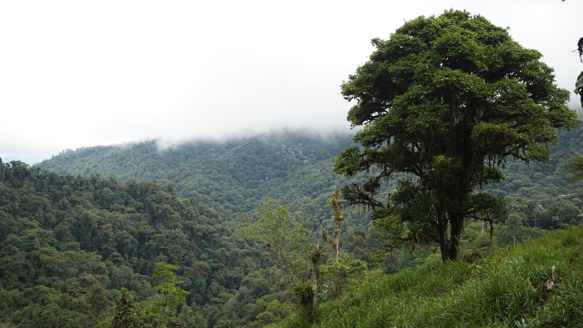 Ein Regenwald in Ecuador