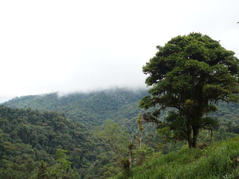 Ein Regenwald in Ecuador