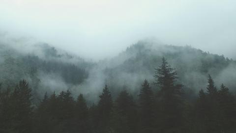 Nebel hängt in den Tannen des Waldes