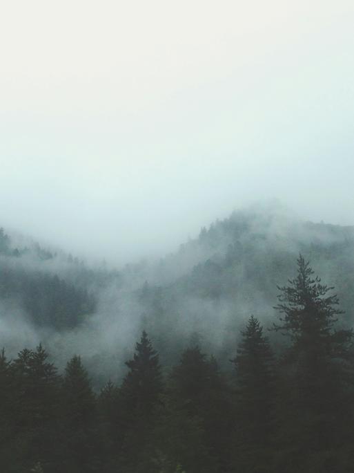 Nebel hängt in den Tannen des Waldes