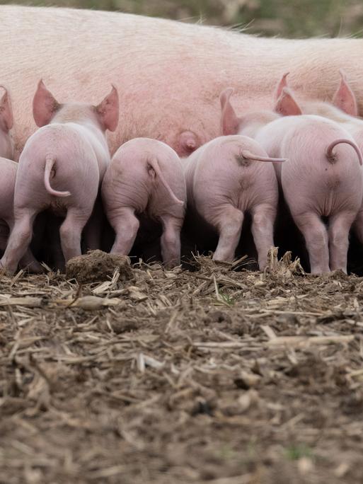 Ferkel drängeln sich an den Zitzen ihrer Mutter in einem Freilandgehege bei Jössen in Ostwestfalen. 