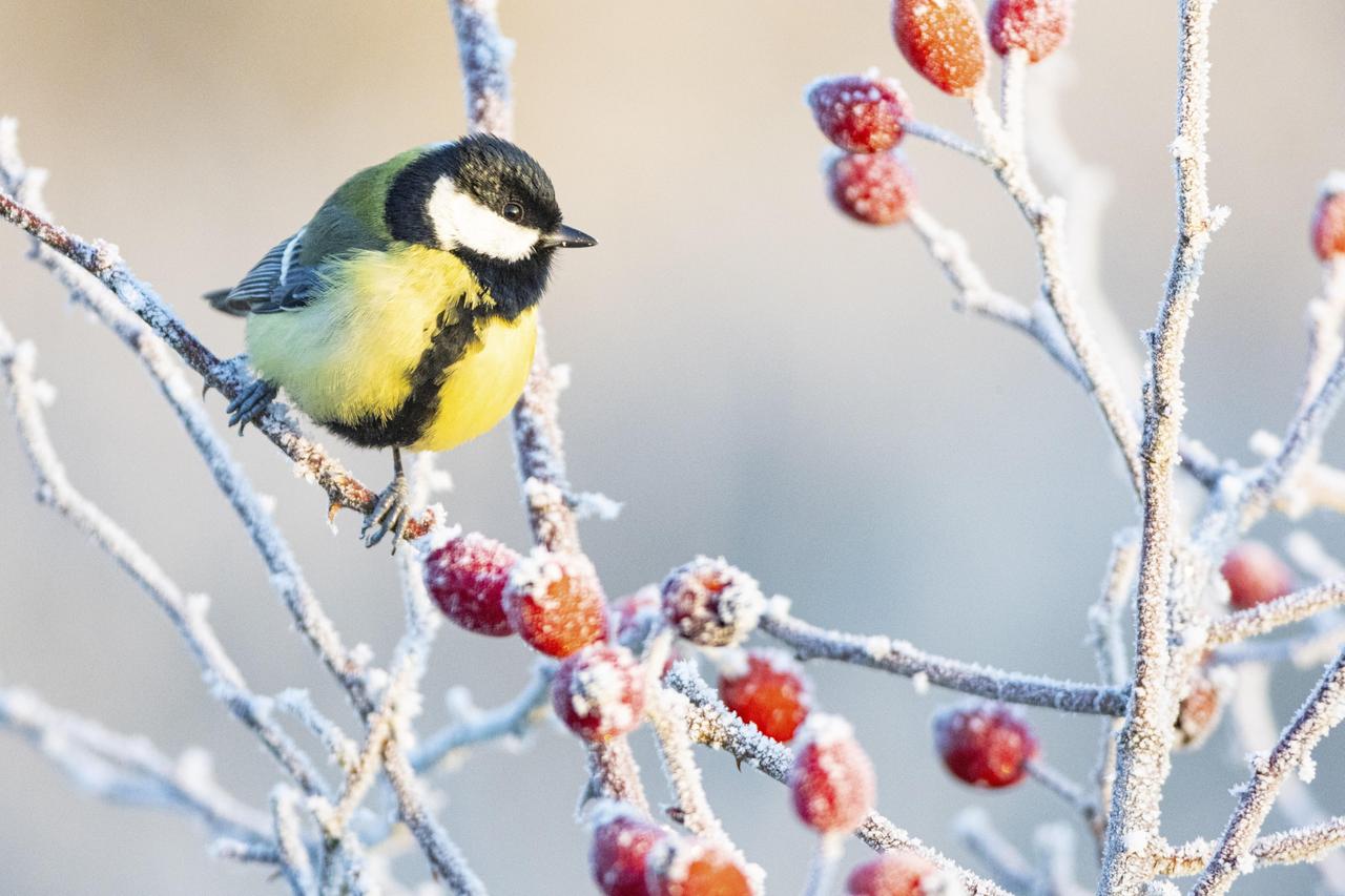 Kohlmeise (Parus major) auf einem Zweig im Schnee