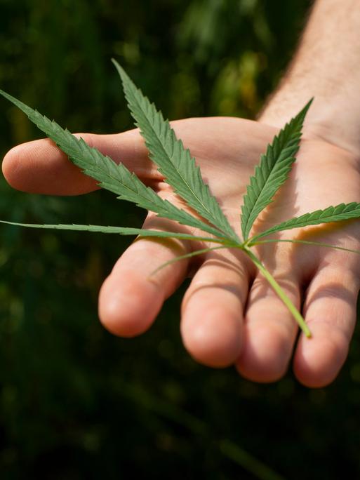 Das Blatt einer Cannabispflanze, gehalten von einer Hand. 